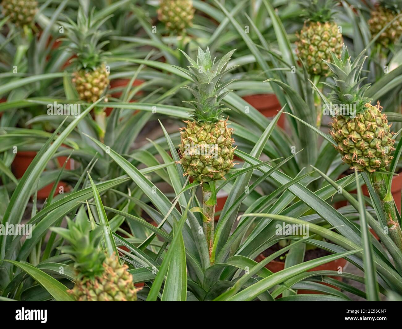 Anana Ananas Corona Small Baby Pineapple Growing Up With Green Background Close Up Stock Photo Alamy
