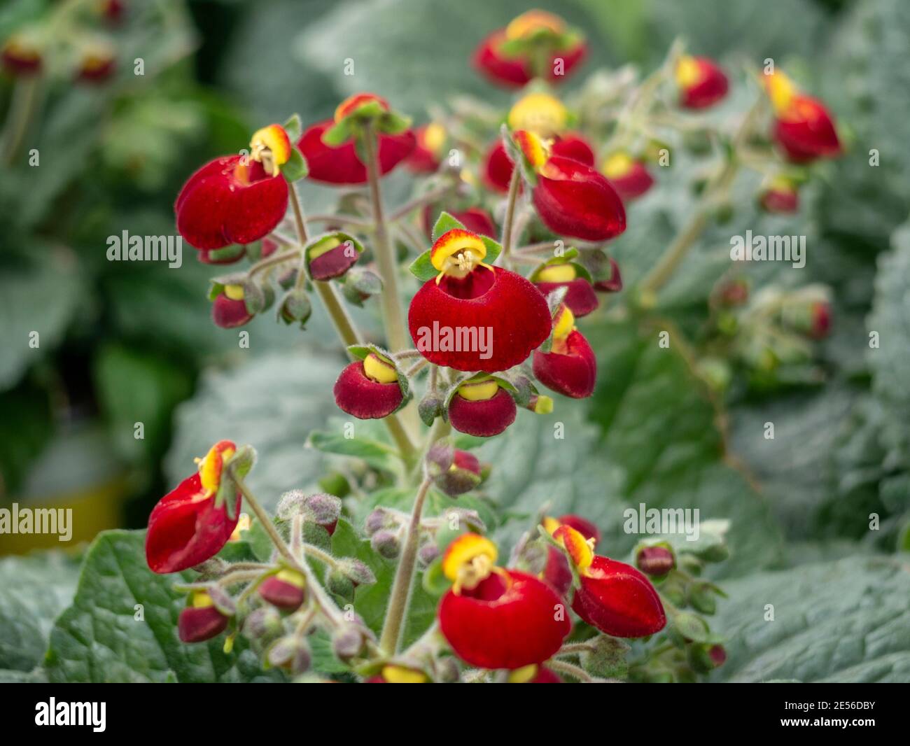 Calceolaria, lady's purse, slipper flower, pocketbook flower, slipperwort with yellow and orange flowers for landscape design, delighted attractive en Stock Photo