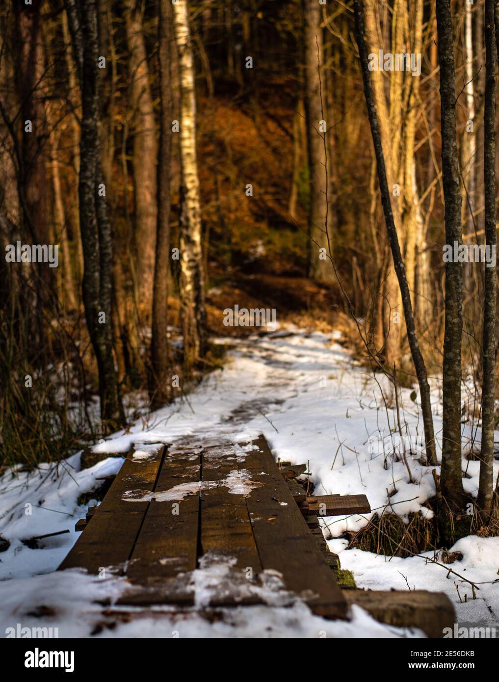 Small Bridge Spring Small Bridge in Forest, Following the spring Stock Photo - Alamy