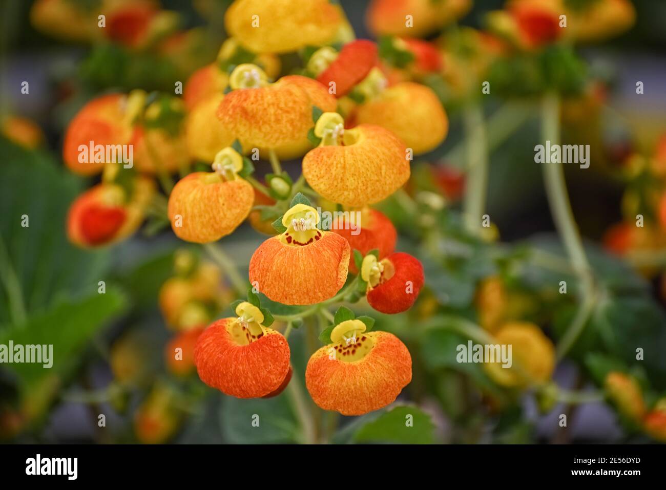 Calceolaria, lady's purse, slipper flower, pocketbook flower, slipperwort with yellow and orange flowers. Ornamental hybrids for the garden, landscape Stock Photo