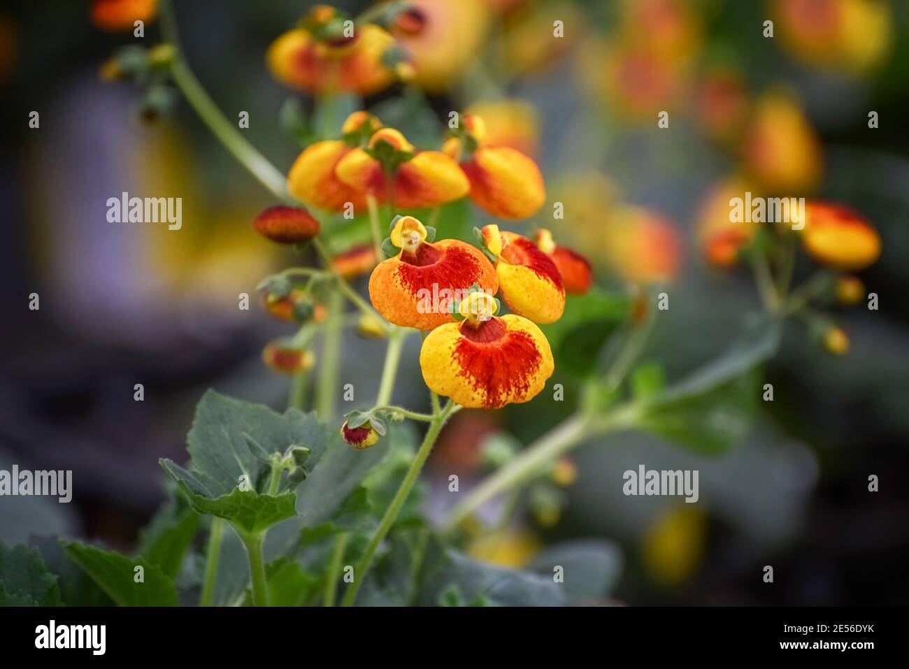 Calceolaria, lady's purse, slipper flower, pocketbook flower, slipperwort with yellow and orange flowers. Ornamental hybrids for landscape design, del Stock Photo