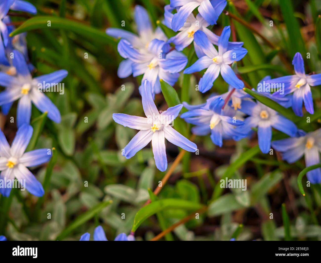 Chionodoxa luciliae, the Bossier's glory-of-the-snow, Lucile's glory-of-the-snow. Flowers for the garden, parks, landscape design, delighted attractiv Stock Photo