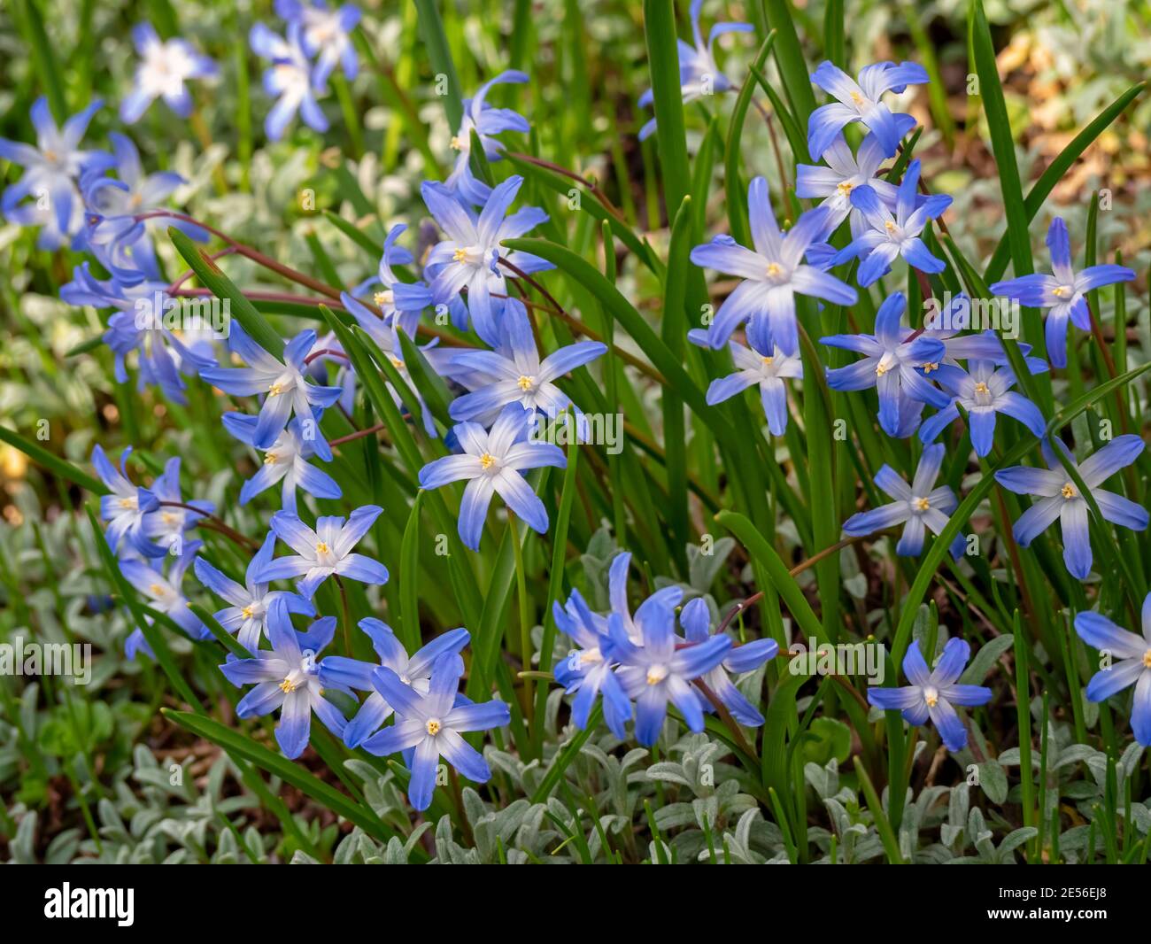 Chionodoxa luciliae, the Bossier's glory-of-the-snow, Lucile's glory-of-the-snow. Flowers for the garden, parks, landscape design, delighted attractiv Stock Photo