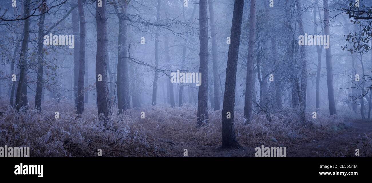 A foggy frosty winters morning in woodland. Stock Photo