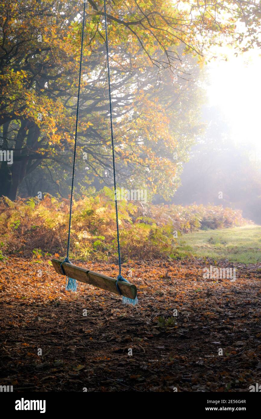 A child's rope swing in Autumnal woodland on a foggy morning. Stock Photo