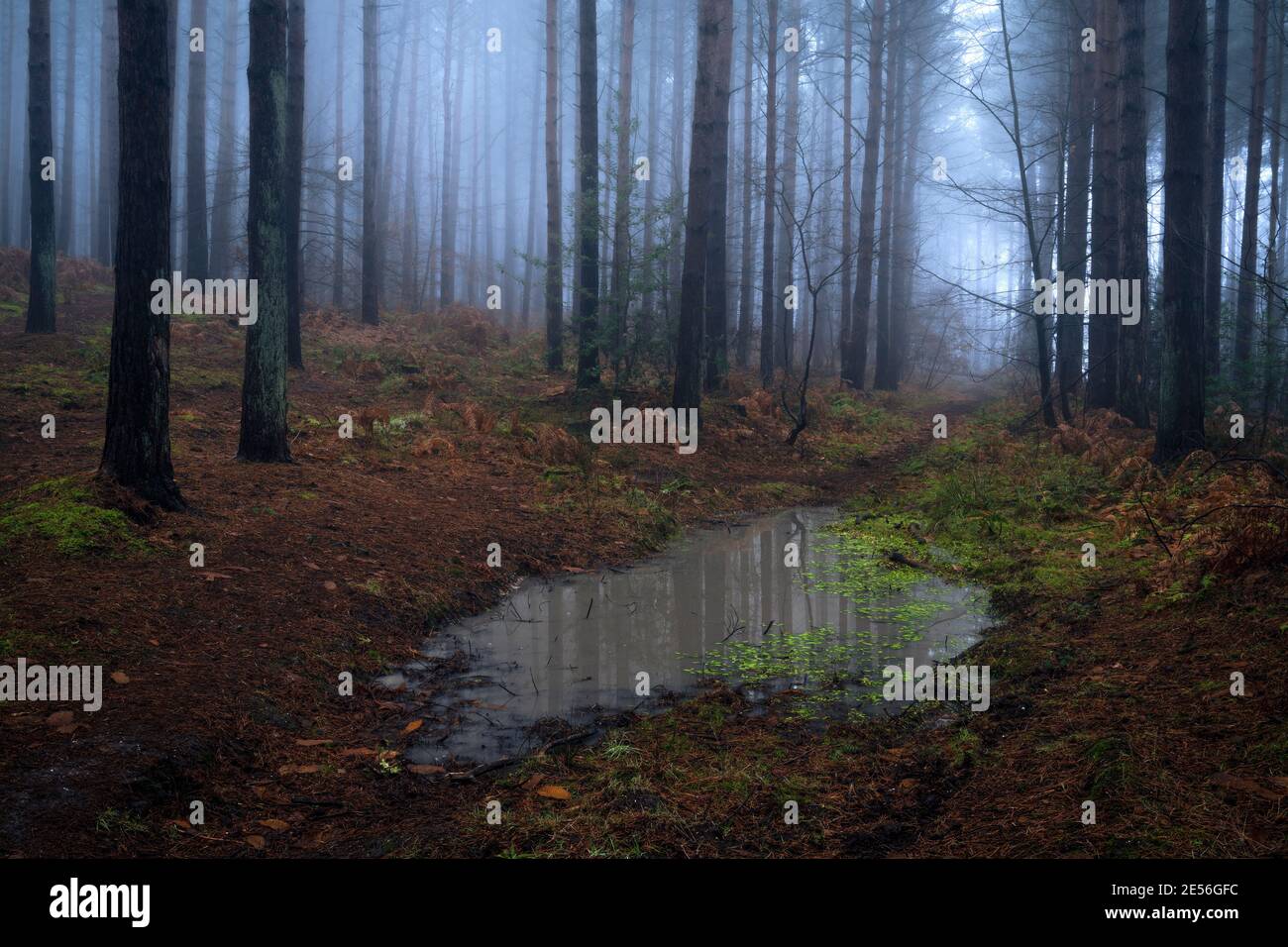 A puddle in a foggy woodland. Stock Photo