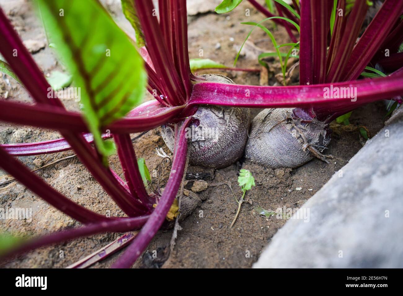 Beet root fresh Indian vegetable plant. row of beet plants growing