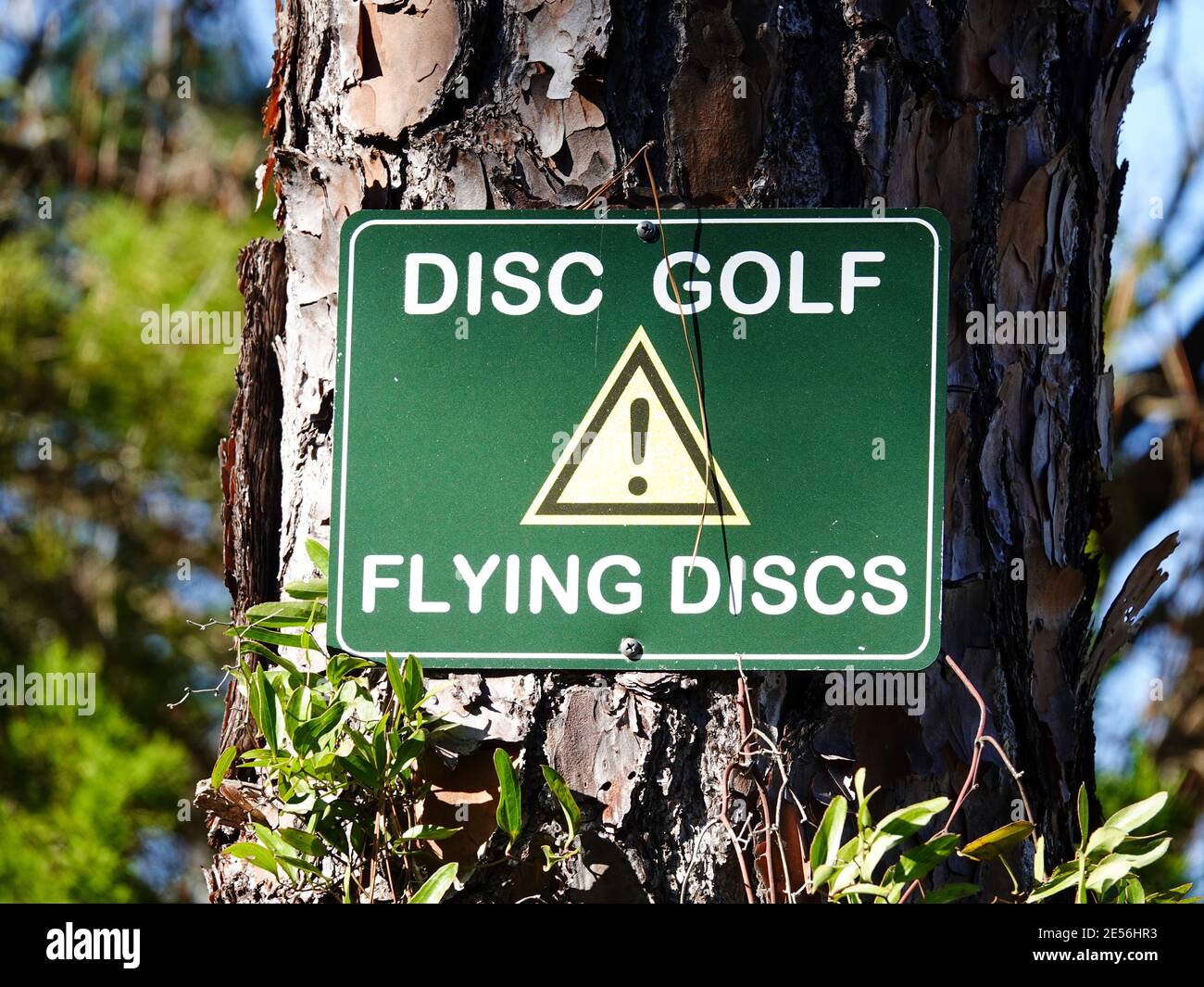 Disc Golf flying discs sign posted on pine tree, Cedar Key, Florida