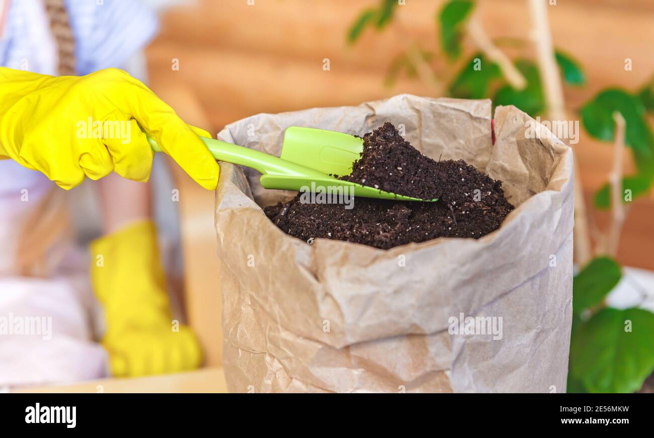 Bag with earth, hands in gloves with a garden shovel. Gardening, spring planting Stock Photo
