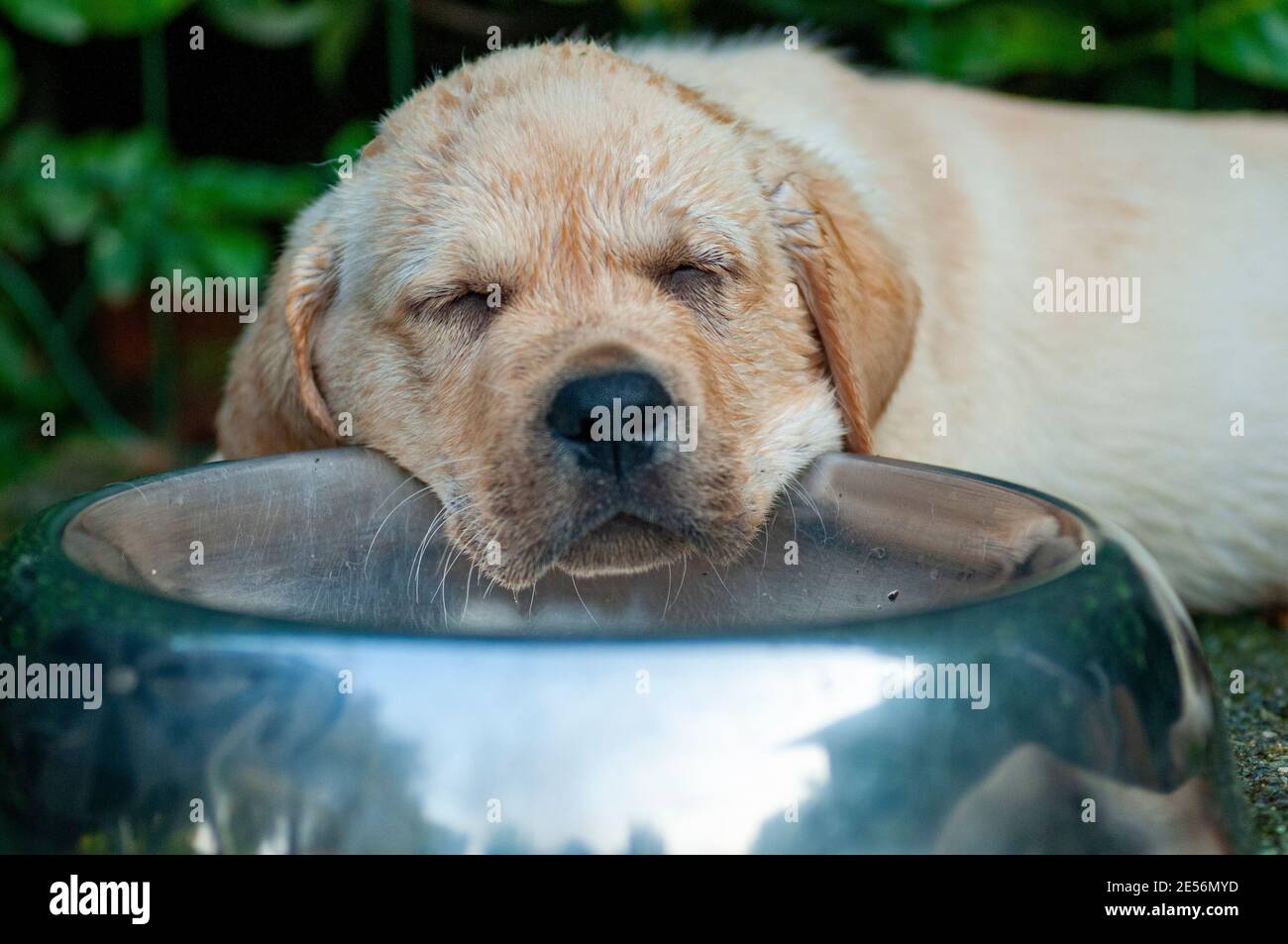 Sleepy yellow Labrador Retriever puppy is asleep on the food bowl. Humorous shot Stock Photo