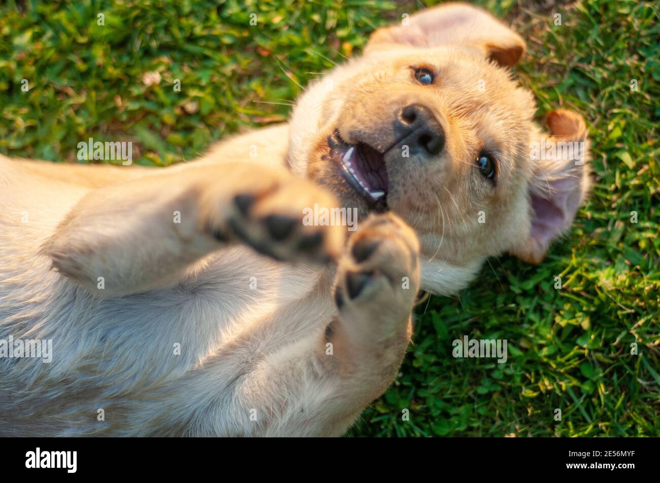 Close up of adorable yellow Labrador Retriever puppy with belly up on the grass. Puppy is stretching is legs and looking at camera Stock Photo