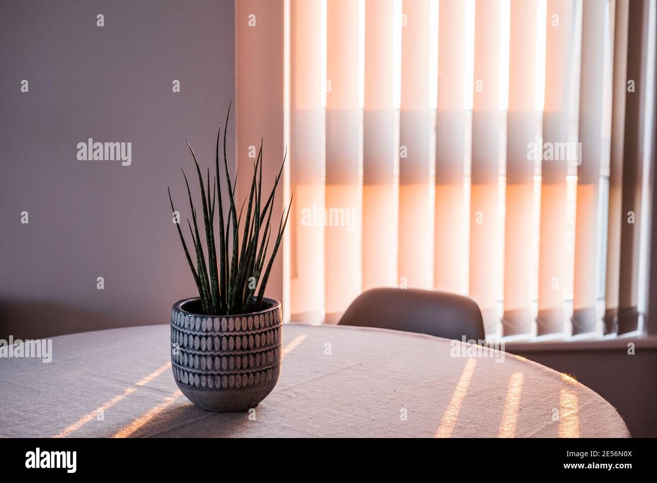 Plant on a chair hires stock photography and images Alamy