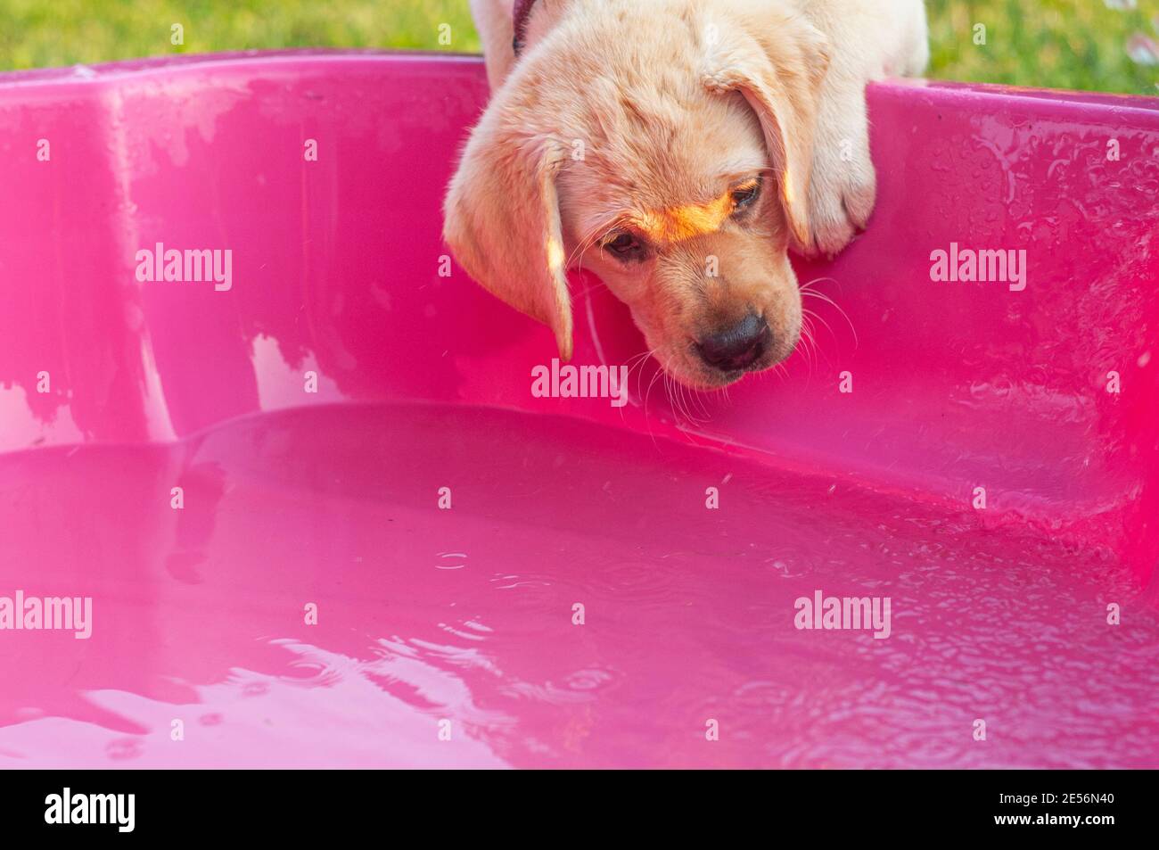 What Age Can Lab Puppies Swim