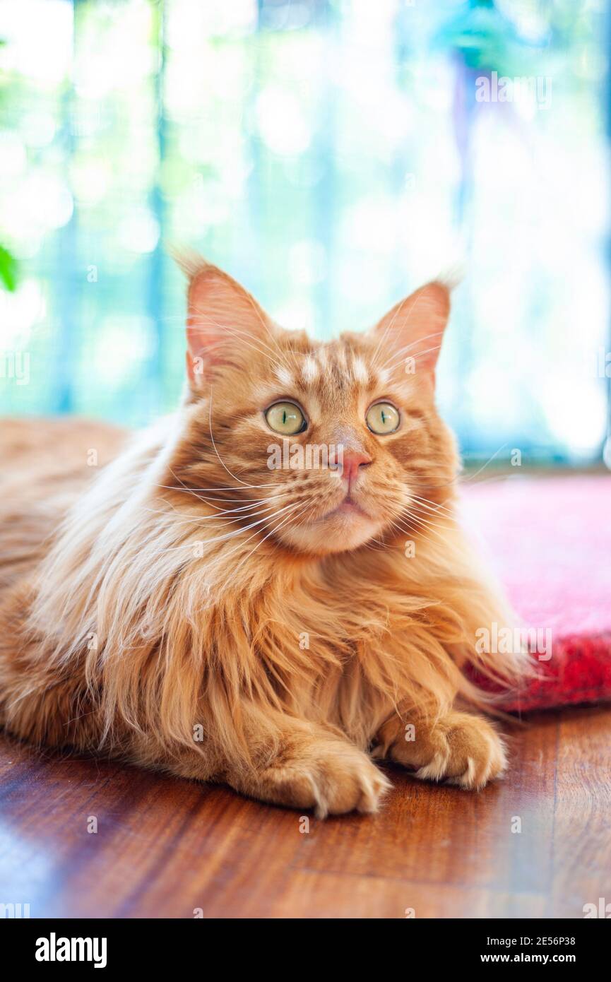 beautiful-ginger-maine-coon-cat-is-resting-on-a-hardwood-floor-indoors