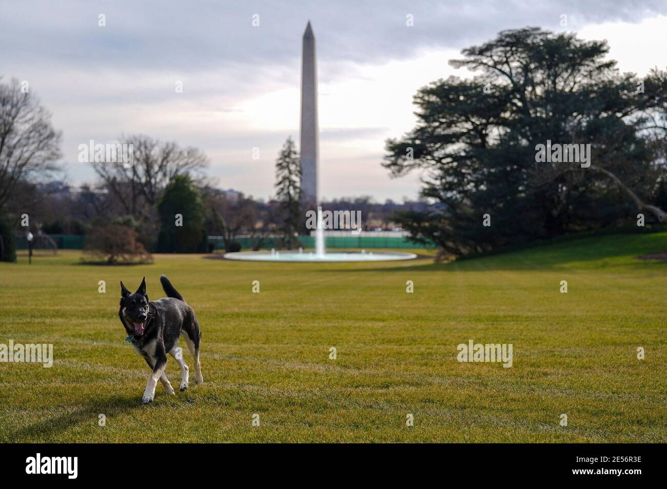 Major Biden, a rescue dog owned by U.S President Joe Biden runs around the South Lawn of the White House January 24, 2021 in Washington, D.C. The Bidens adopted the German shepherd in 2018 from the Delaware Humane Association. Stock Photo
