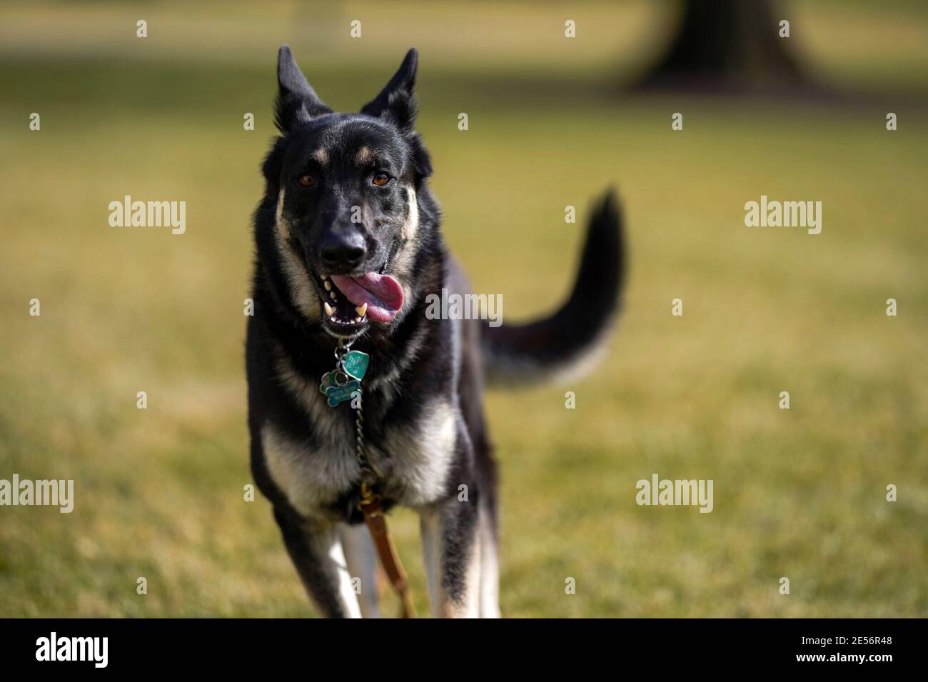 Major Biden, a rescue dog owned by U.S President Joe Biden runs around the South Lawn of the White House January 24, 2021 in Washington, D.C. The Bidens adopted the German shepherd in 2018 from the Delaware Humane Association. Stock Photo
