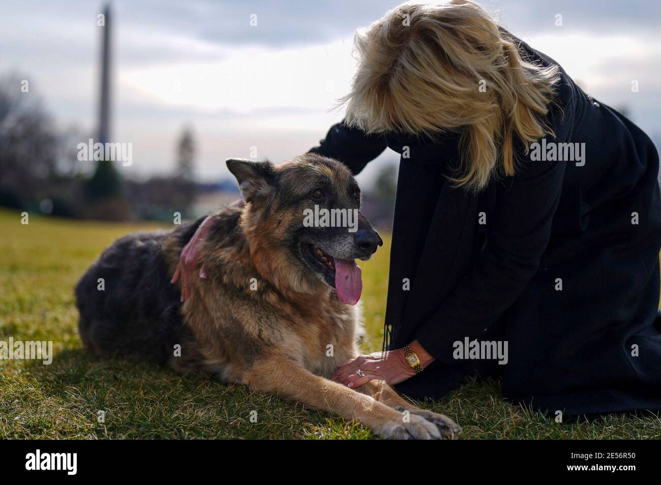U.S First Lady Dr. Jill Biden, pets Champ Biden, a rescue dog on the South Lawn of the White House January 24, 2021 in Washington, D.C. The Bidens adopted the German shepherd in 2018 from the Delaware Humane Association. Stock Photo