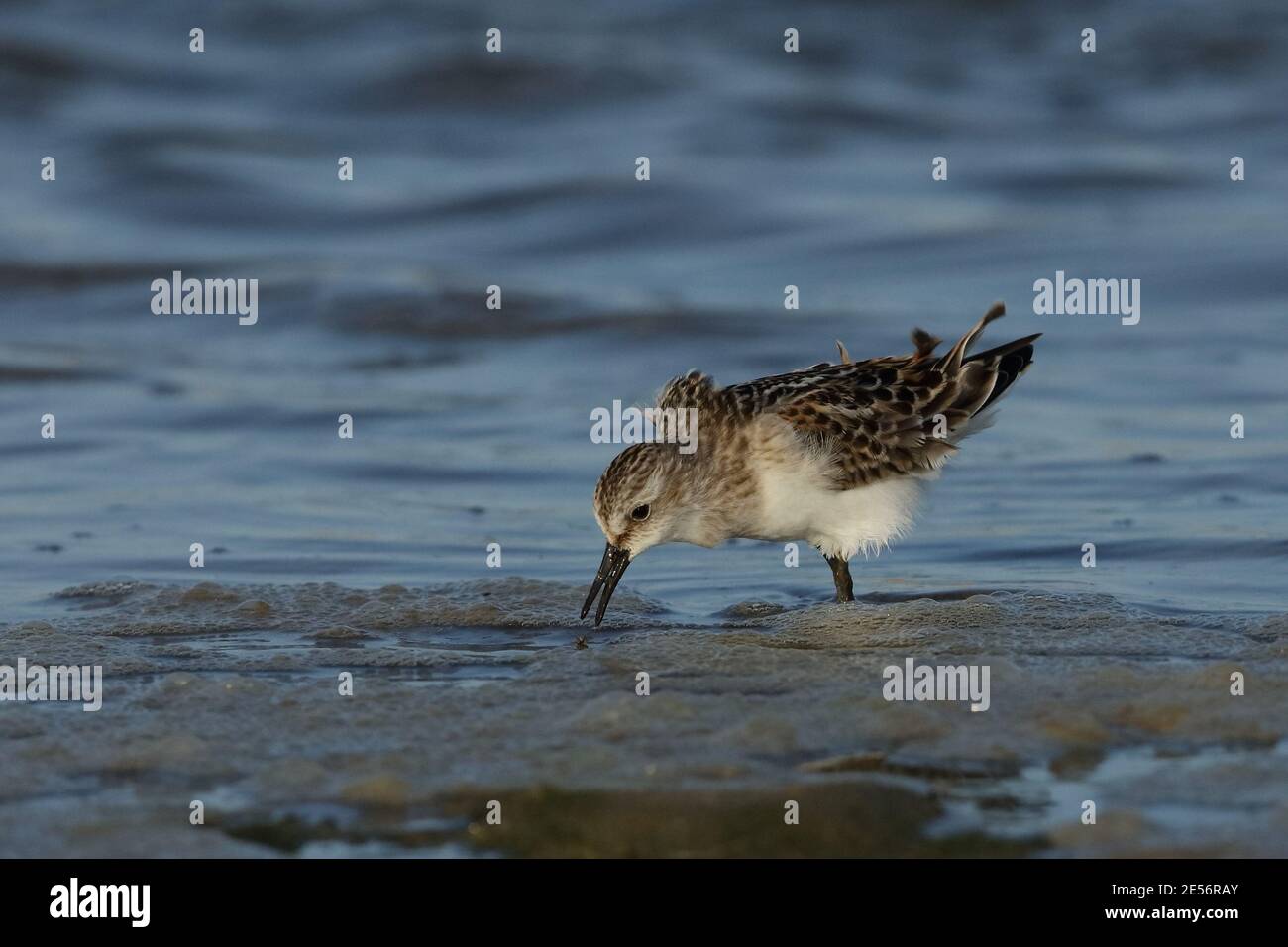 little stint (calidris minuta Stock Photo - Alamy