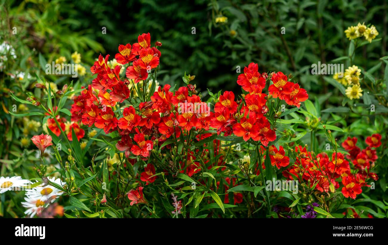 Hardy, colorful, red, yellow and black Alstromeria, Peruvian Lily in an Australian garden setting Stock Photo