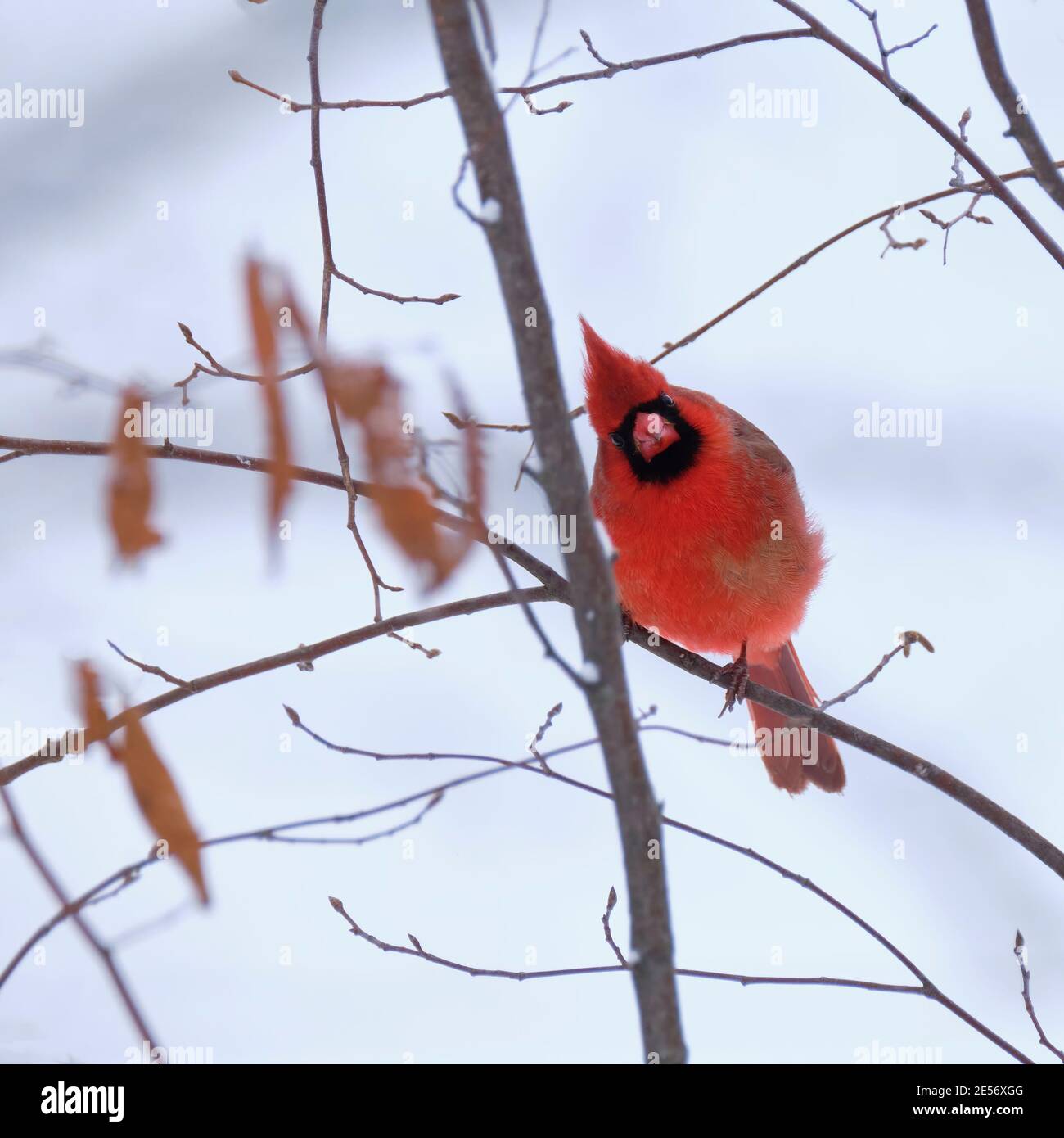 A bright red male cardinal with a snowy white backgroud perches on a branch with his head tilted to the side. Stock Photo