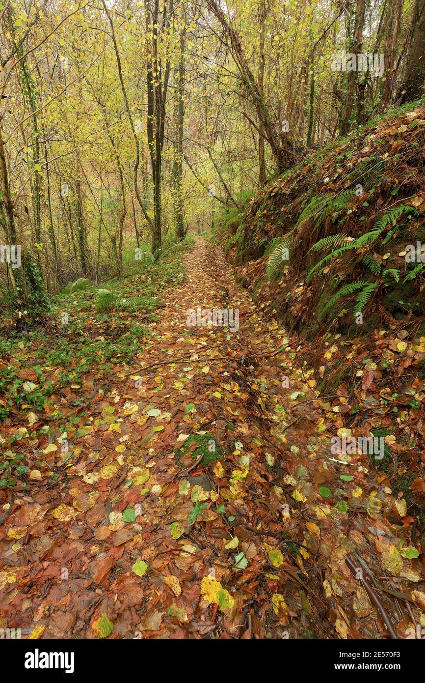 Nice narrow path full of fallen leaves in autumn in a forest in Galicia, Spain. Stock Photo