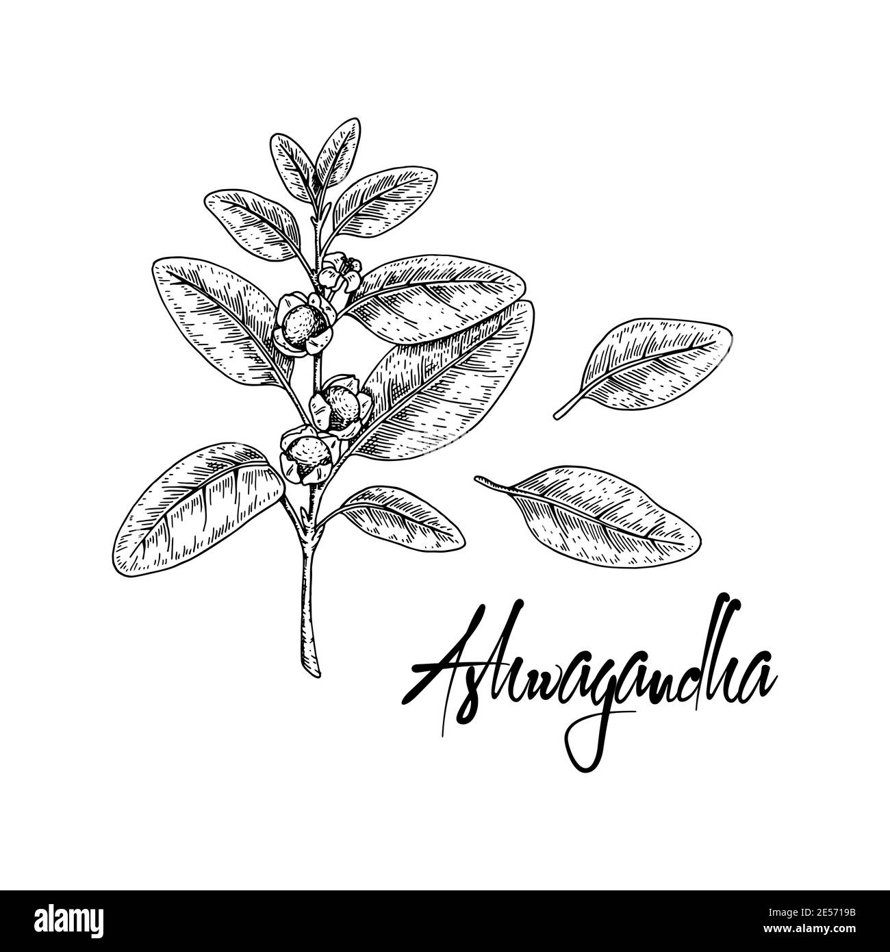 Hand drawn Ashwagandha branch with berries isolated on white background. Vector illustration in sketch style. Stock Vector
