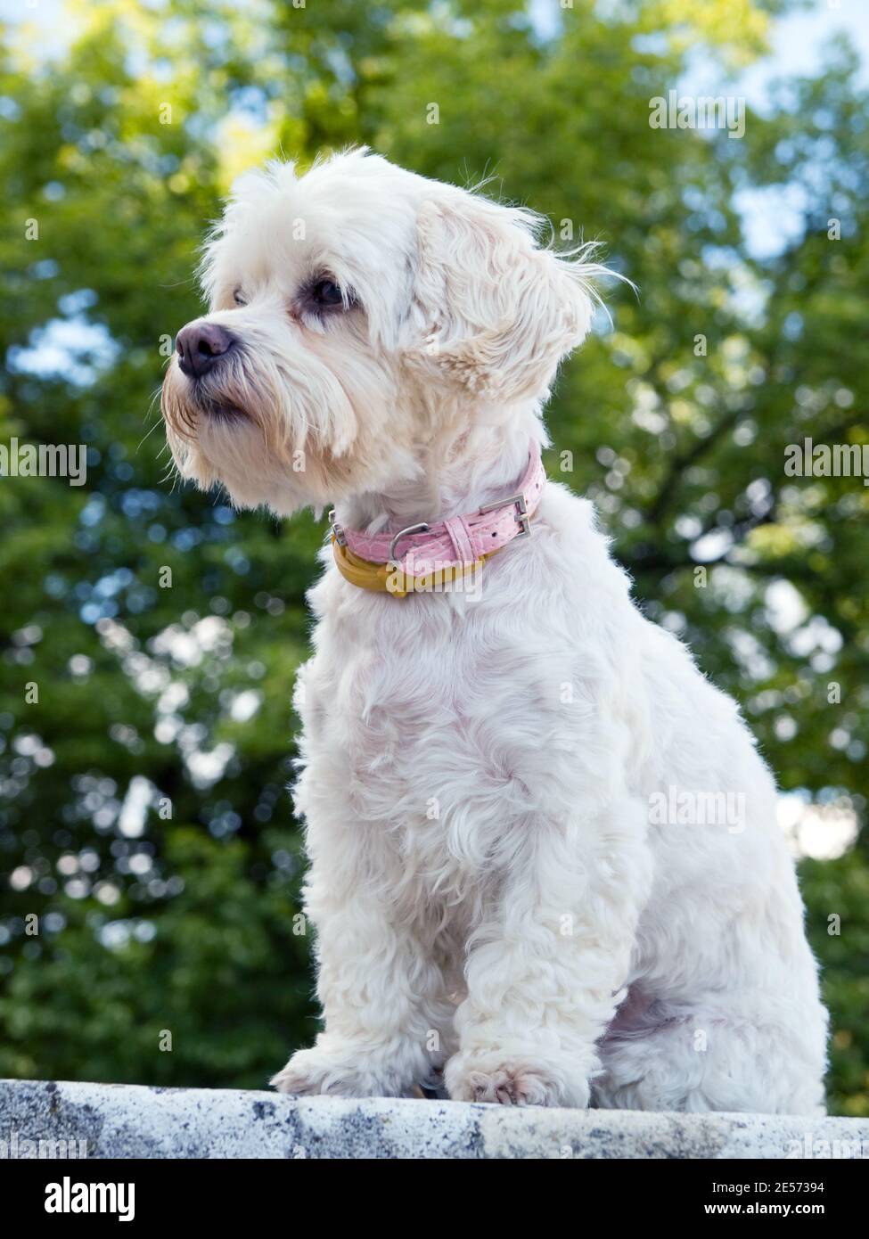 Portrait of watchful havanese dog Stock Photo - Alamy Portrait of watchful havanese dog Stock Photo - Alamy