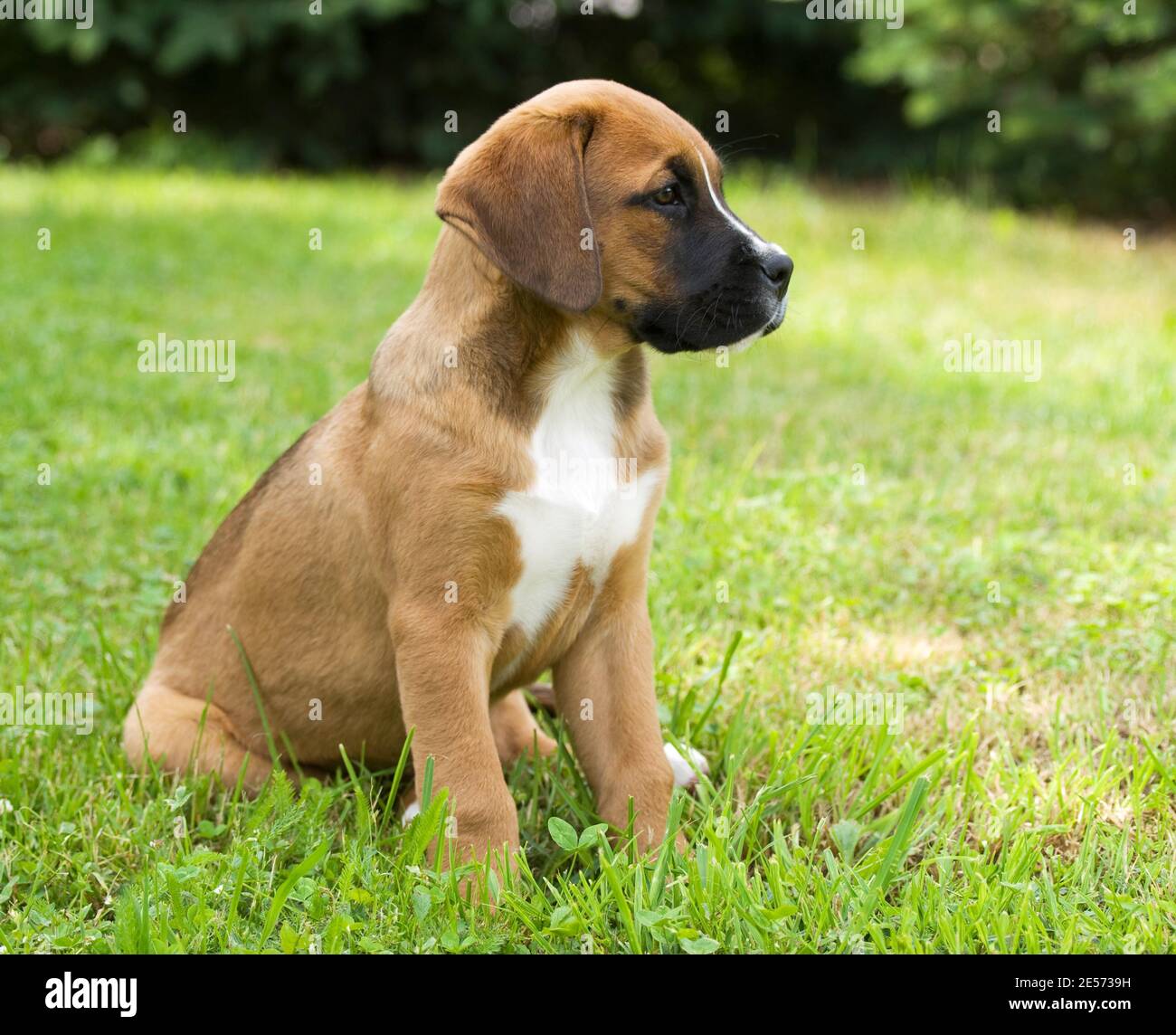 Young puppy sitting on grass Stock Photo - Alamy