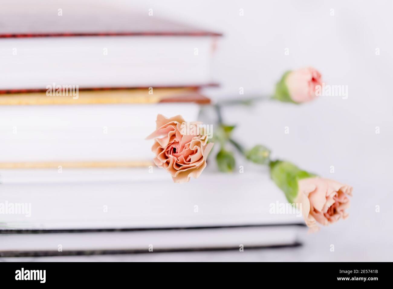 Tea rose color carnation flower on a light stack of books background Stock Photo