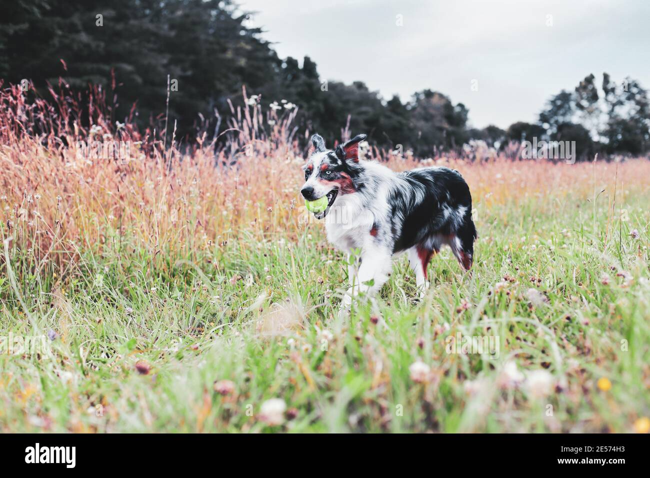 Beautiful juvenile male Blue Merle Australian Shepherd dog walking through a summer field with a tennis ball.  Selective focus with blurred background Stock Photo