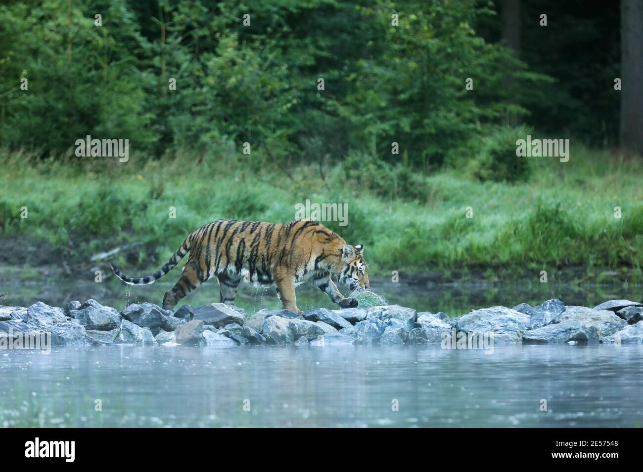 The Siberian tiger walk on stone in river  - Panthera tigris amurensis Stock Photo