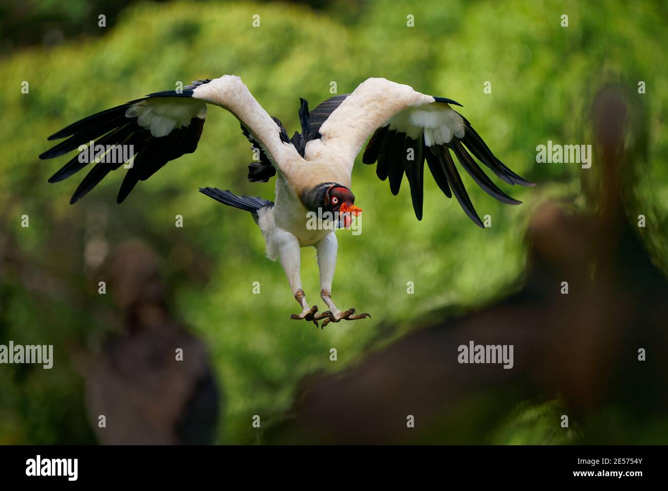 King Vulture - Sarcoramphus papa big bird of prey,  New World vulture family Cathartidae, black and white body, red, orange head, beak and throat. Wid Stock Photo