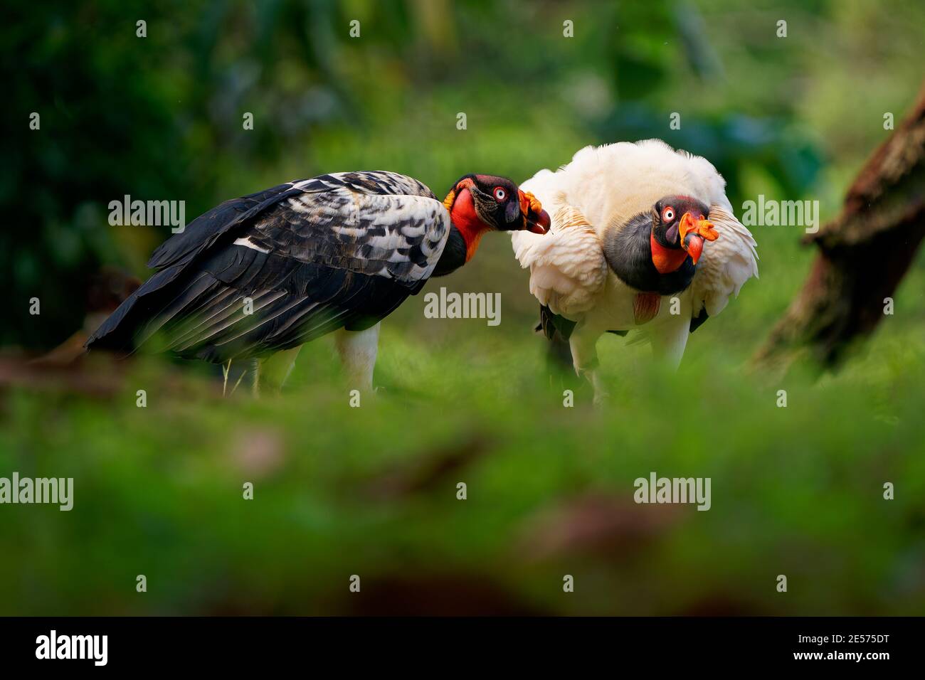 King Vulture - Sarcoramphus papa big bird of prey,  New World vulture family Cathartidae, black and white body, red, orange head, beak and throat. Wid Stock Photo