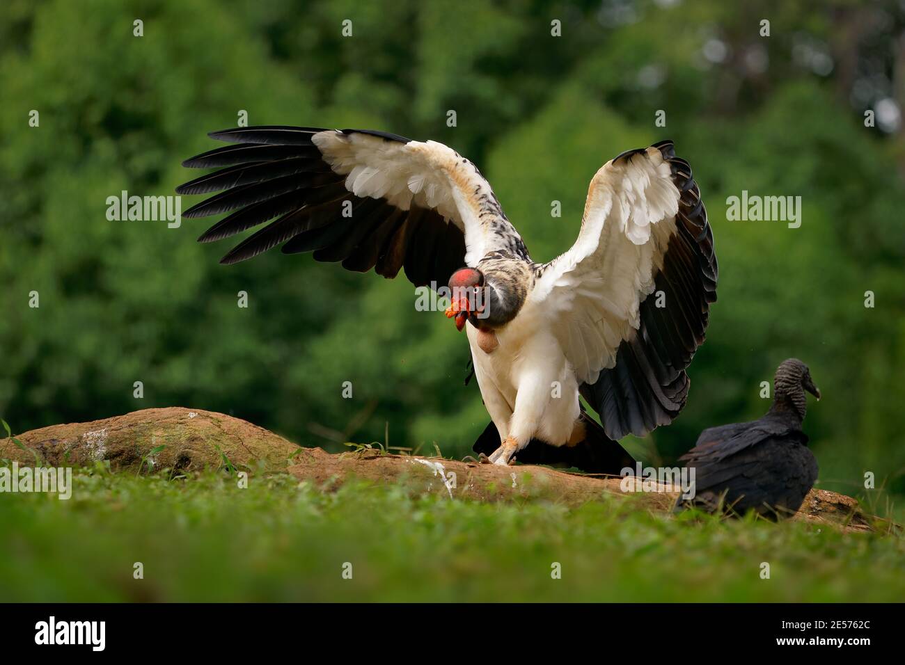 King Vulture - Sarcoramphus papa big bird of prey,  New World vulture family Cathartidae, black and white body, red, orange head, beak and throat. Wid Stock Photo