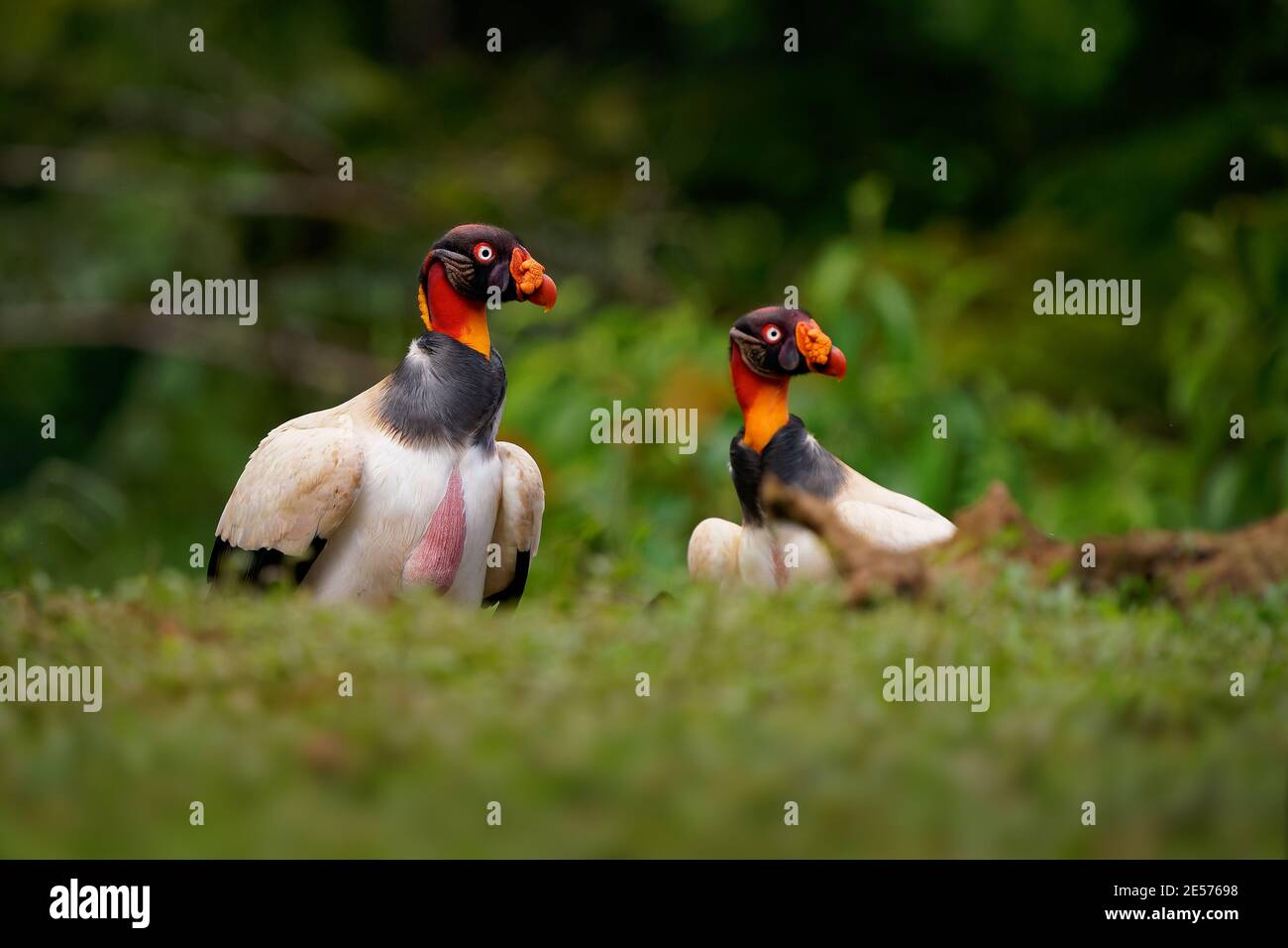 King Vulture - Sarcoramphus papa big bird of prey,  New World vulture family Cathartidae, black and white body, red, orange head, beak and throat. Wid Stock Photo