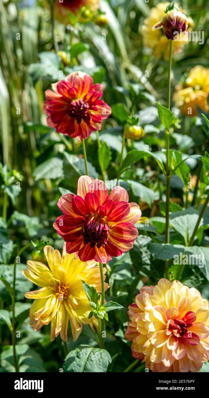 A Group of Yellow and red dahlias in an Australian Garden setting Stock Photo