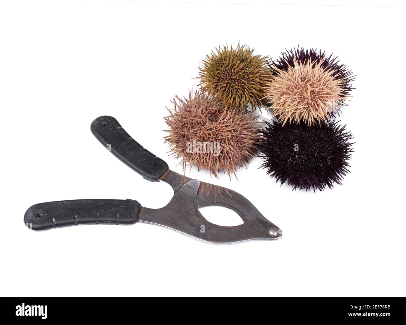 fresh sea urchins with sea urchin scissors on white background Stock ...