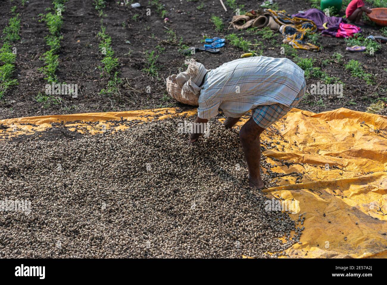 Abbigeri, Karnataka, India - November 6, 2013: Farm hand spreads pile