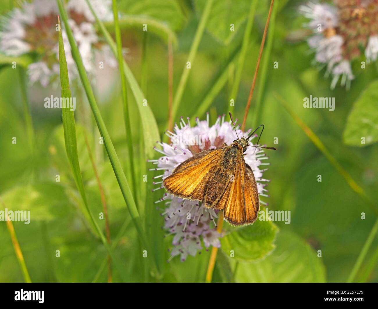 female Small Skipper Butterfly (Thymelicus sylvestris) feeding on nectar of compound flower of Water Mint (Mentha aquatica) in Cumbria, England, UK Stock Photo
