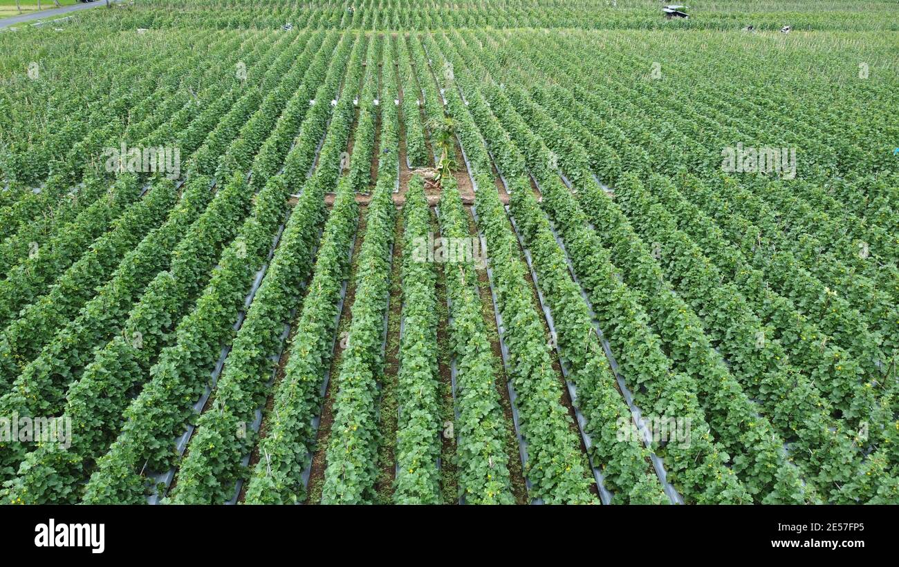 Field plantation of melons outdoor. Aerial photo, top view Stock Photo