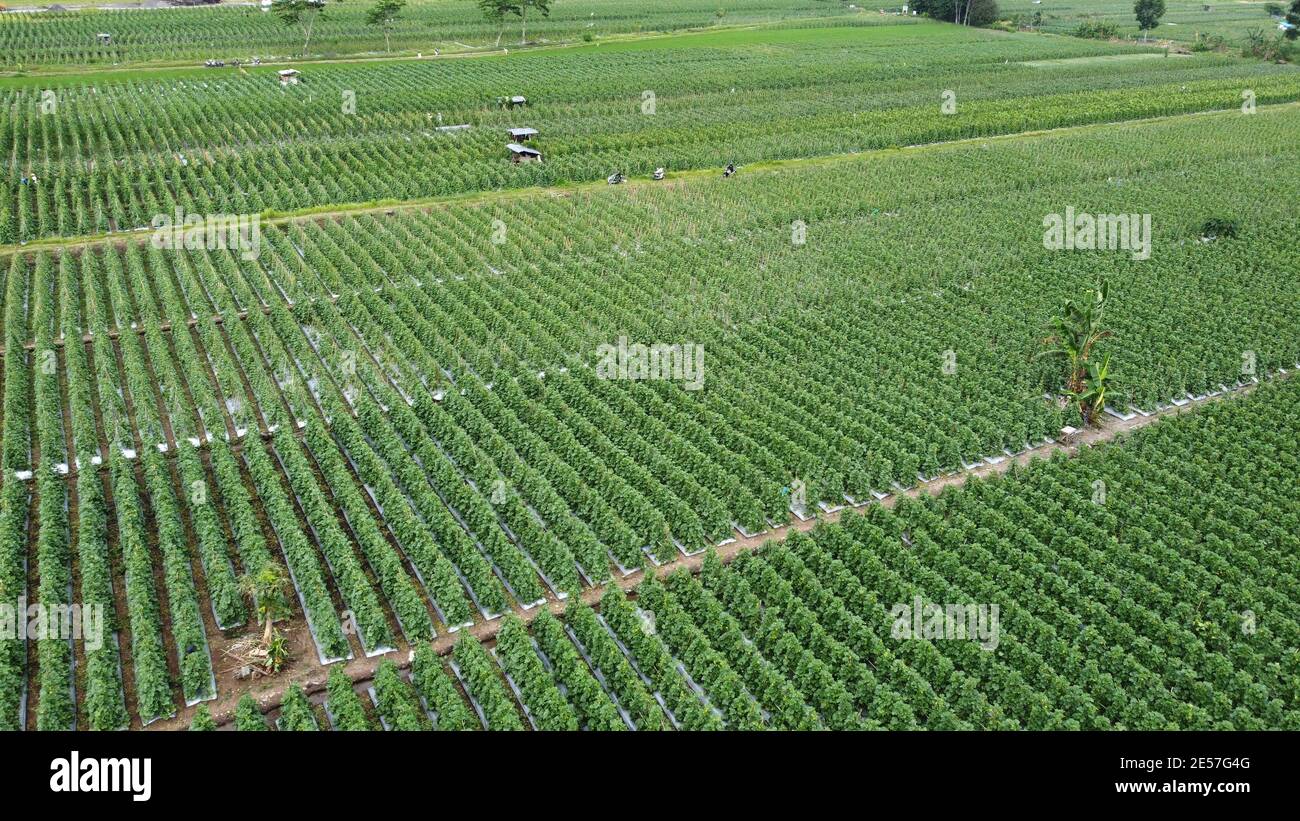 Field plantation of melons outdoor. Aerial photo, top view Stock Photo