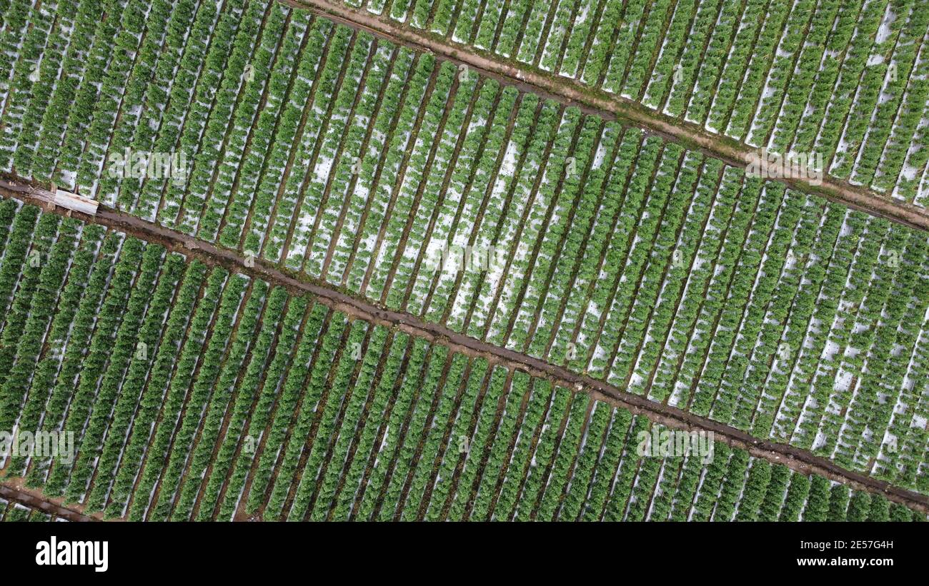 Field plantation of melons outdoor. Aerial photo, top view Stock Photo