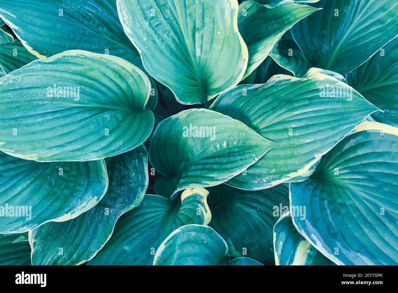 Overhead view of beautiful variegated blue Hosta. Image shot from top view. Stock Photo