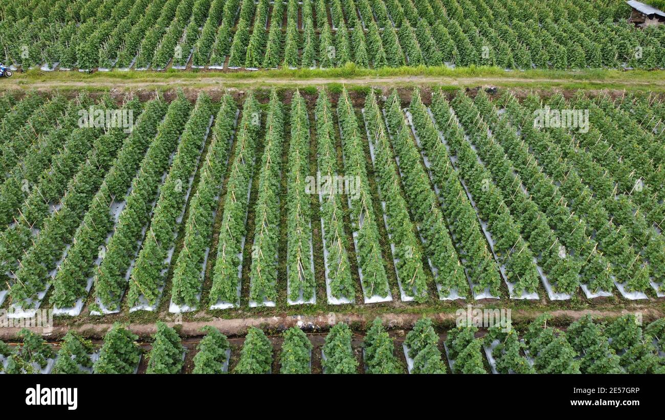 Field plantation of melons outdoor. Aerial photo, top view Stock Photo