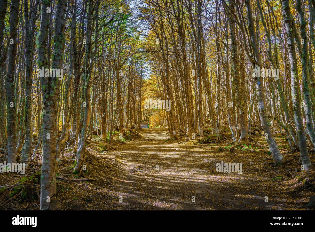 Bosque encantado hires stock photography and images Alamy