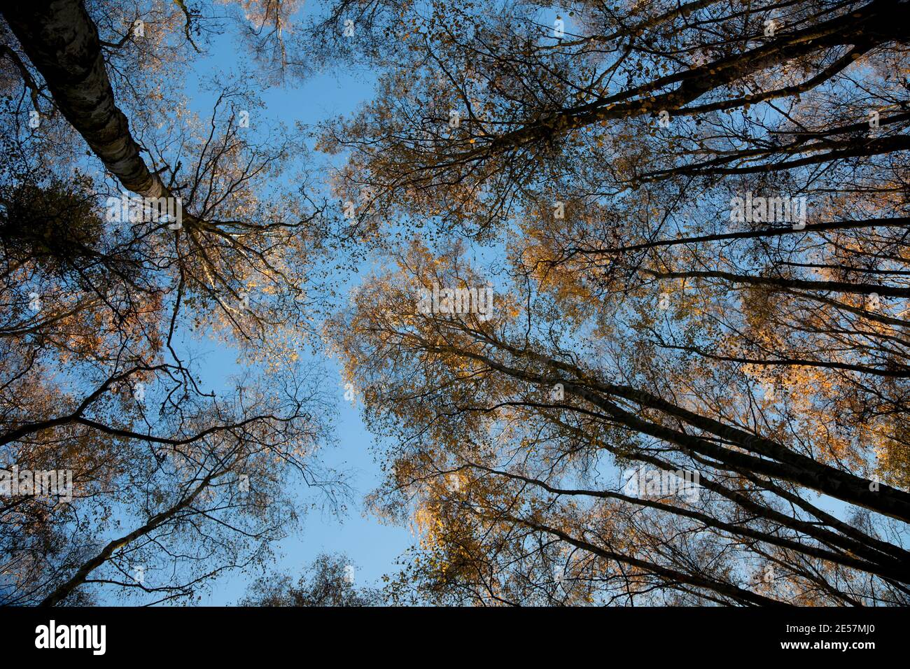 Canopy woodland hi-res stock photography and images - Alamy