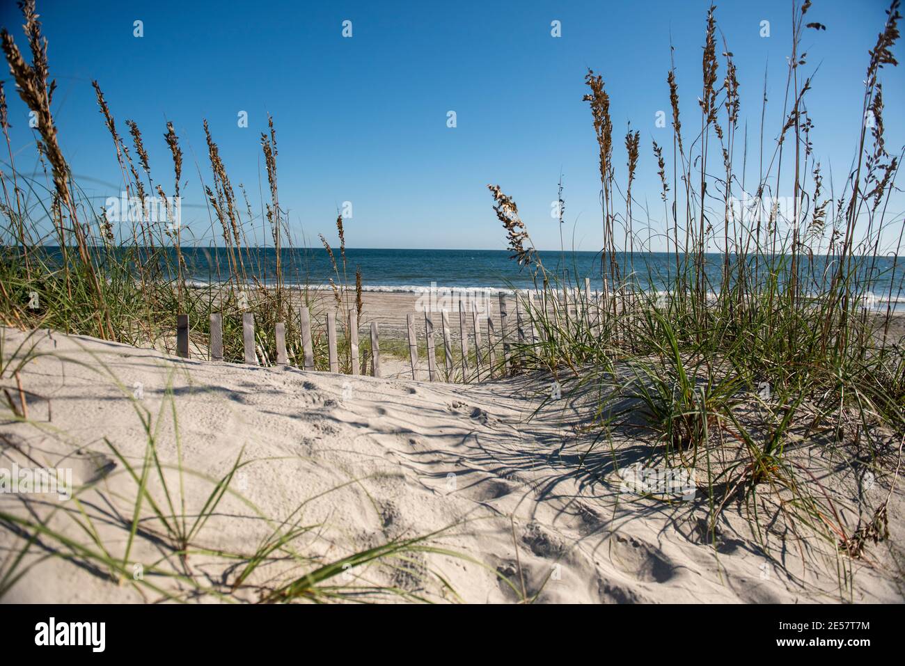 Sea Oats on Atlantic Beach, North Carolina. A popular seaside vacation