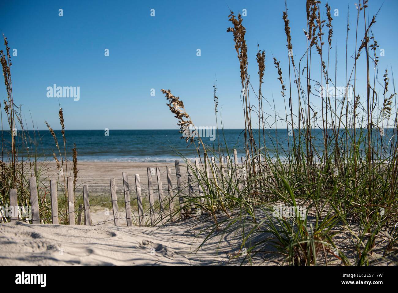 Sea Oats on Atlantic Beach, North Carolina. A popular seaside vacation