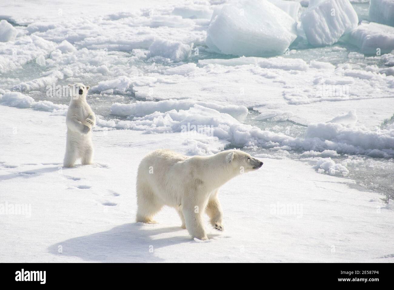 Female Polar Bear hunts for seals as her cub stands up to watch Stock