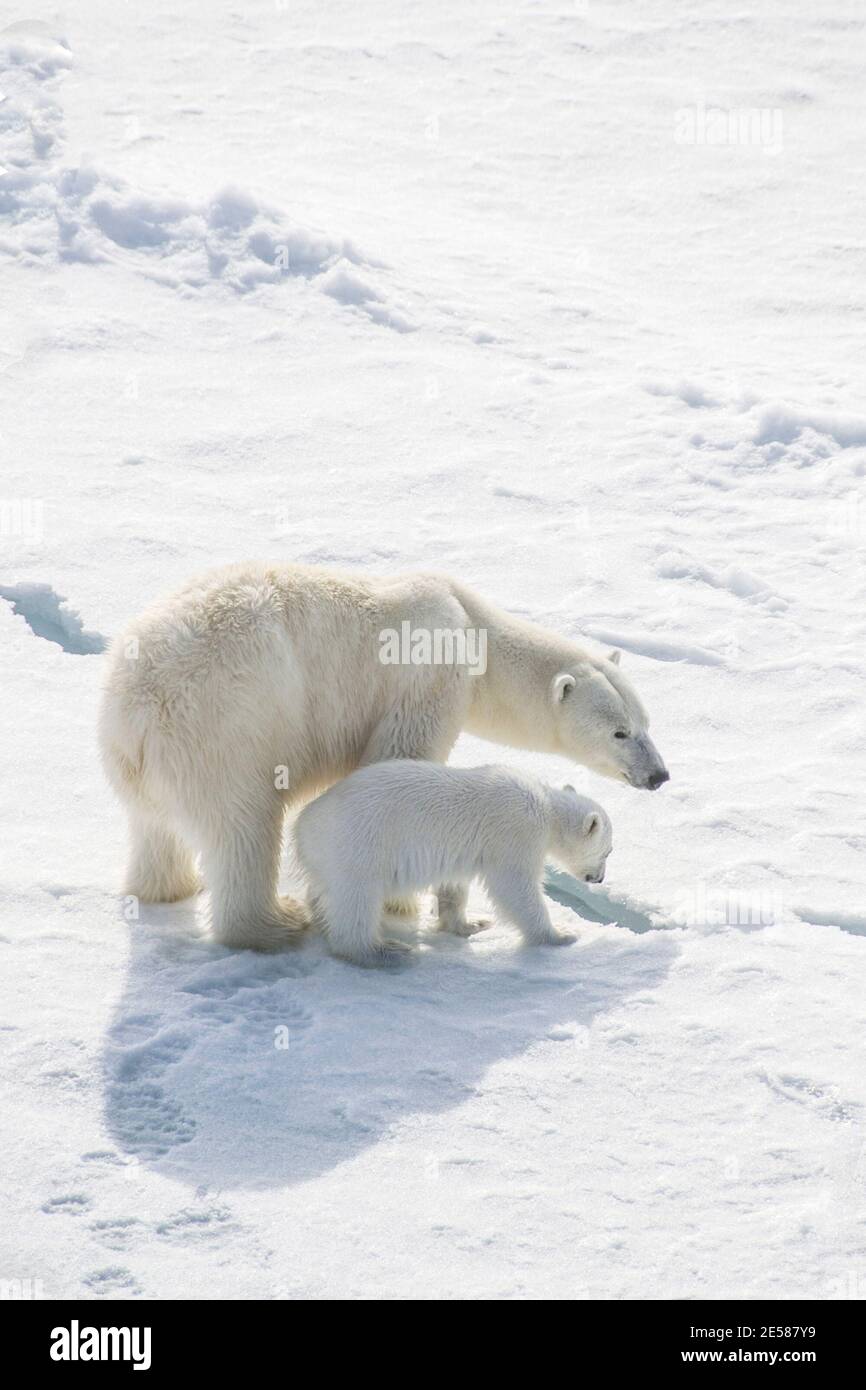 Female polar bear teaching her new cub how to survive on the ice Stock